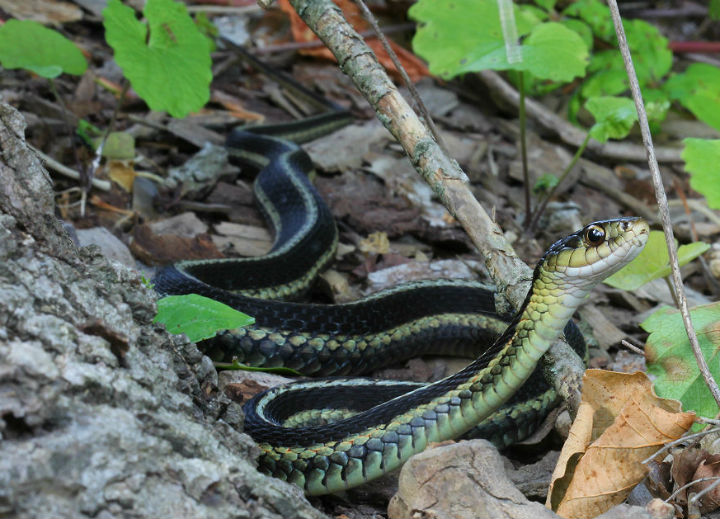 Eastern Garter Snake